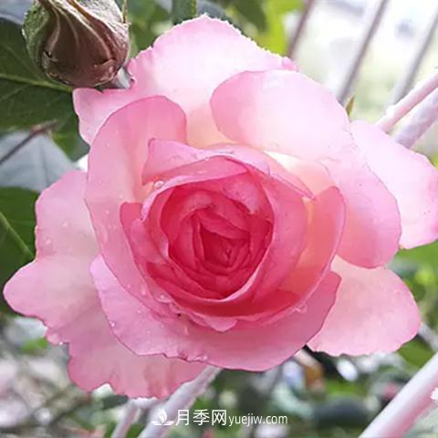 8種適合陽(yáng)臺(tái)養(yǎng)殖的藤本月季品種(圖7)