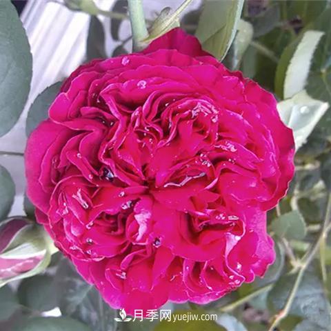 8種適合陽(yáng)臺(tái)養(yǎng)殖的藤本月季品種(圖8)