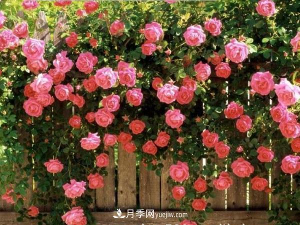 多季開花的藤本月季有哪些？(圖3)