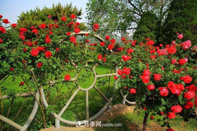 種植大花樹狀月季為什么要剪掉盲枝？(圖1)