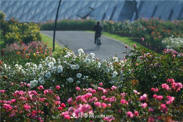 不畏嚴(yán)冬忘我綻放 上海辰山月季花開不厭四時(shí)春(圖2)