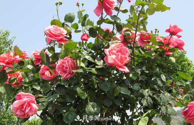 一年長占四時春—月季花，月季網(wǎng)帶你重新認識月季(圖2)