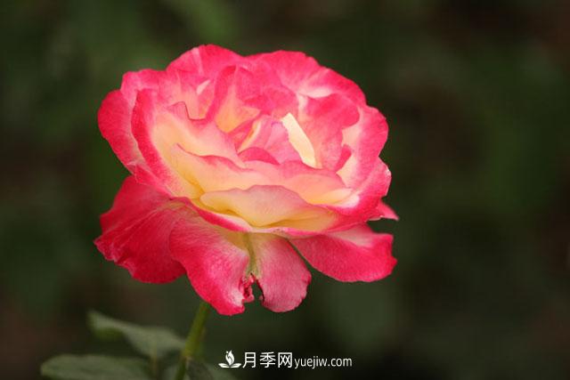 一年長占四時春—月季花，月季網(wǎng)帶你重新認識月季(圖1)