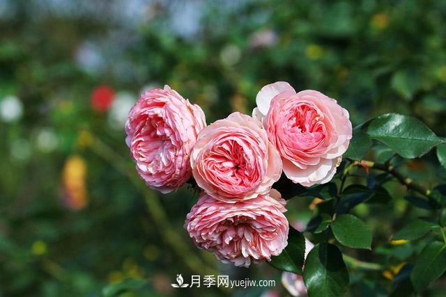 不畏嚴(yán)冬忘我綻放 上海辰山月季花開不厭四時(shí)春(圖3)