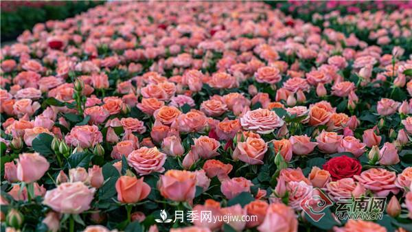 全國(guó)優(yōu)勢(shì)特色產(chǎn)業(yè)推進(jìn)會(huì)，昆明晉寧月季花卉產(chǎn)業(yè)獲點(diǎn)贊(圖2)