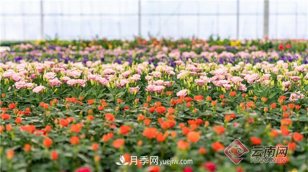 全國(guó)優(yōu)勢(shì)特色產(chǎn)業(yè)推進(jìn)會(huì)，昆明晉寧月季花卉產(chǎn)業(yè)獲點(diǎn)贊(圖3)