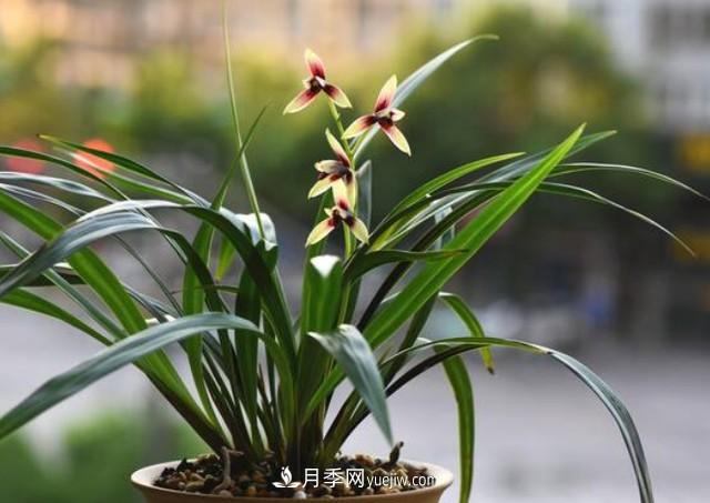 買花卉如何健康有保證！注意這四點(圖1)