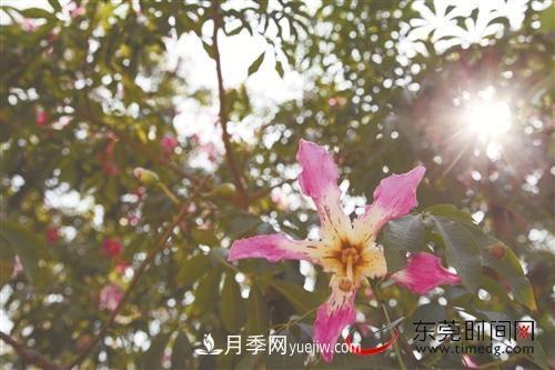 初冬時節(jié)，東莞市長安鎮(zhèn)時令花卉大放異彩令人賞心悅目(圖2)
