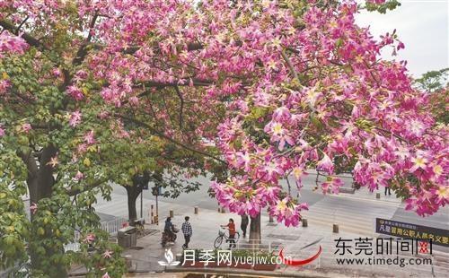 初冬時節(jié)，東莞市長安鎮(zhèn)時令花卉大放異彩令人賞心悅目(圖3)