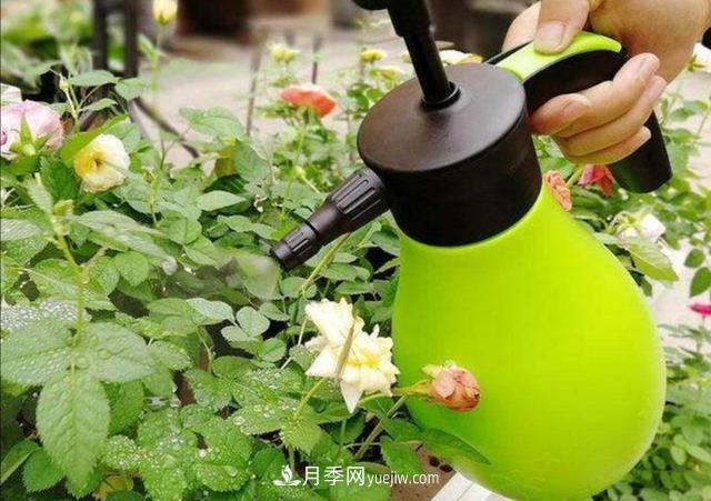 冬天花卉如何澆水？掌握三個澆水原則(圖1)