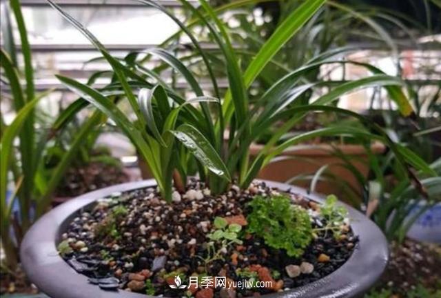 冬天花卉如何澆水？掌握三個澆水原則(圖2)