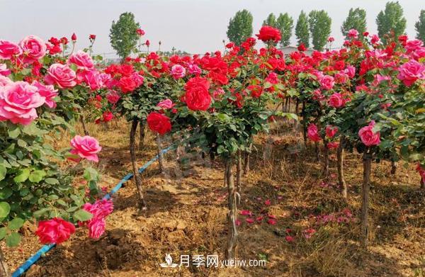決定樹狀月季嫁接成活率的要素有哪些？(圖1)