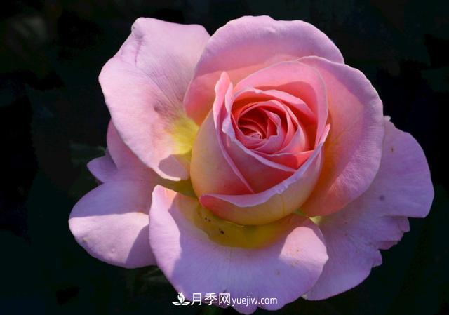 月季花，長得好看，要養(yǎng)好要學(xué)會(huì)小技巧(圖1)