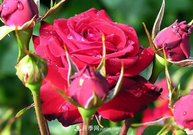 月季花，長得好看，要養(yǎng)好要學(xué)會(huì)小技巧(圖3)