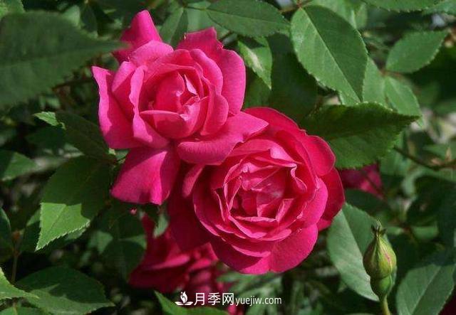 月季花，長得好看，要養(yǎng)好要學(xué)會(huì)小技巧(圖2)