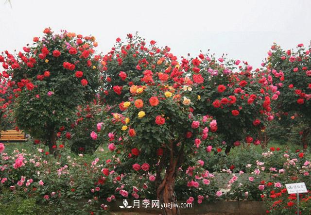 10公分樹狀月季價(jià)格，供應(yīng)別墅和景點(diǎn)的古樁月季(圖1)