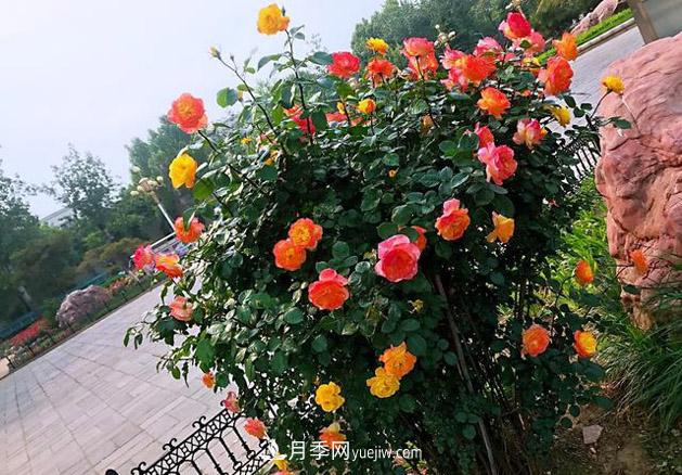 月季樹年年開花滿枝頭，遠(yuǎn)遠(yuǎn)一看像棒棒糖(圖2)
