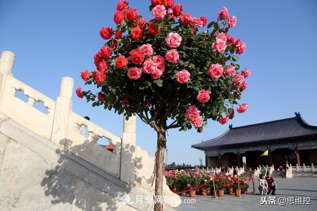 月季樹年年開花滿枝頭，遠(yuǎn)遠(yuǎn)一看像棒棒糖(圖1)