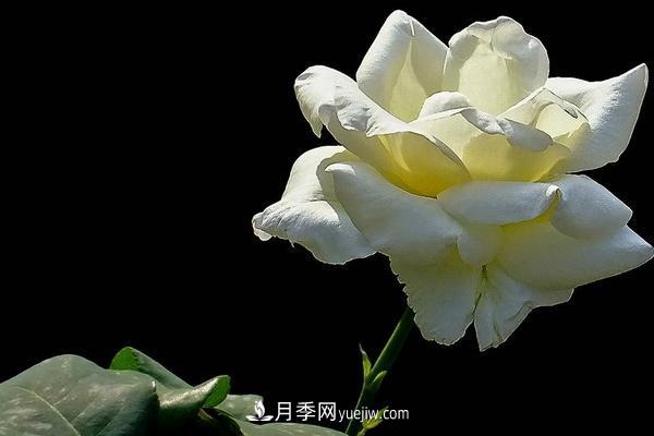 微型月季什么品種***好？微型月季怎么修剪枝葉？(圖2)