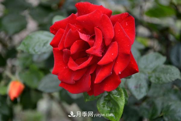 微型月季什么品種***好？微型月季怎么修剪枝葉？(圖3)