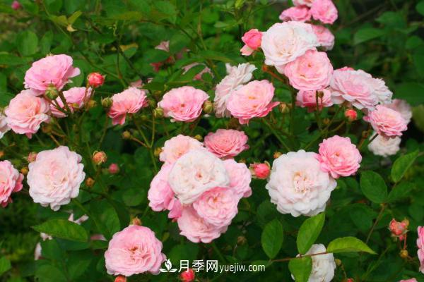 微型月季什么品種***好？微型月季怎么修剪枝葉？(圖1)
