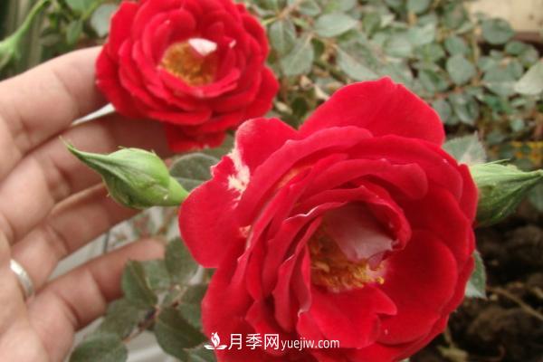 微型月季什么品種***好？微型月季怎么修剪枝葉？(圖8)
