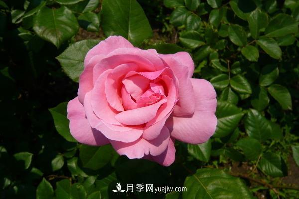 微型月季什么品種***好？微型月季怎么修剪枝葉？(圖9)