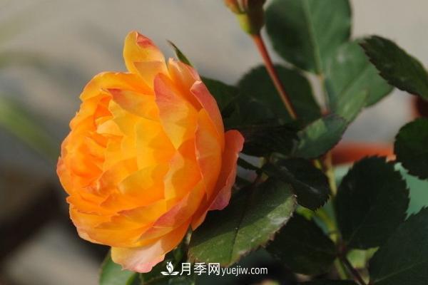 微型月季什么品種***好？微型月季怎么修剪枝葉？(圖6)