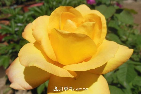 微型月季什么品種***好？微型月季怎么修剪枝葉？(圖4)