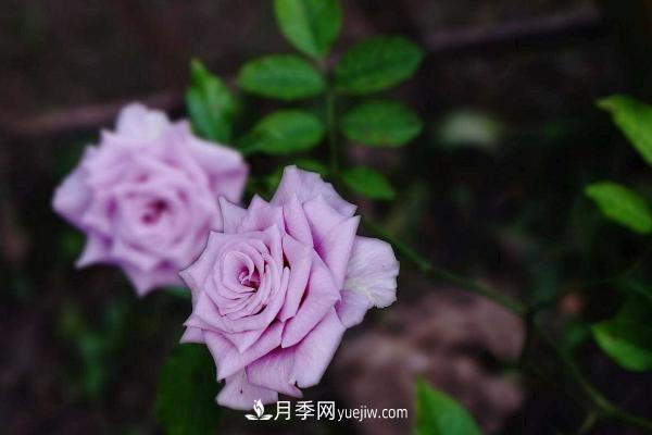 微型月季什么品種***好？微型月季怎么修剪枝葉？(圖7)