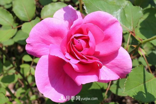 微型月季什么品種***好？微型月季怎么修剪枝葉？(圖5)