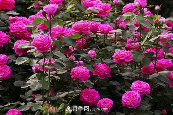 微型月季什么品種***好？微型月季怎么修剪枝葉？(圖12)