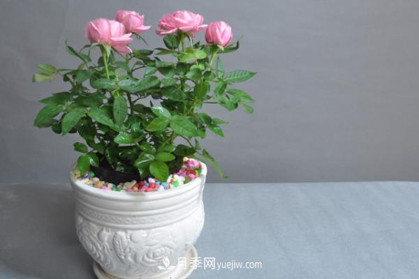微型月季什么品種***好？微型月季怎么修剪枝葉？(圖11)