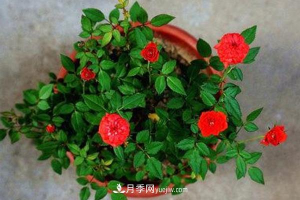 微型月季什么品種***好？微型月季怎么修剪枝葉？(圖10)