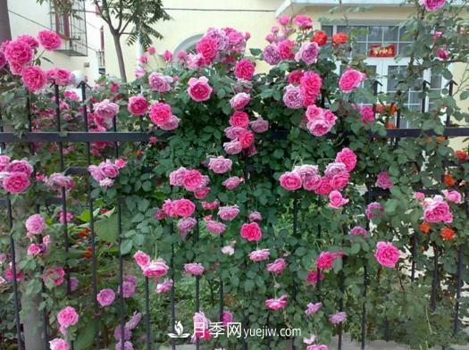 藤本月季批發(fā)價(jià)格多少錢一棵？藤本月季怎么爬藤？(圖3)
