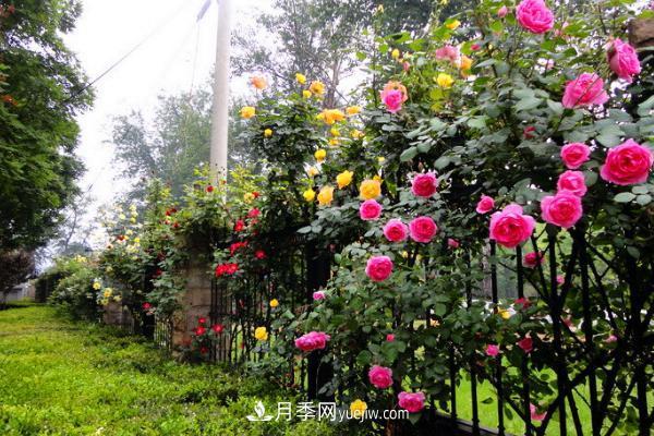 家庭陽臺(tái)怎么養(yǎng)藤本月季？盆栽藤本月季怎么澆水？(圖1)