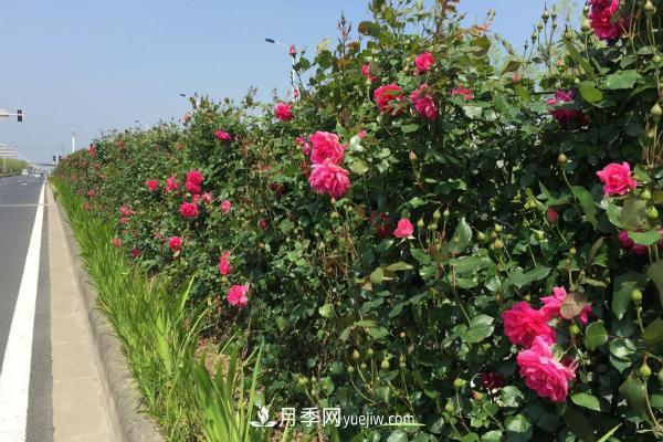 家庭陽臺(tái)怎么養(yǎng)藤本月季？盆栽藤本月季怎么澆水？(圖3)