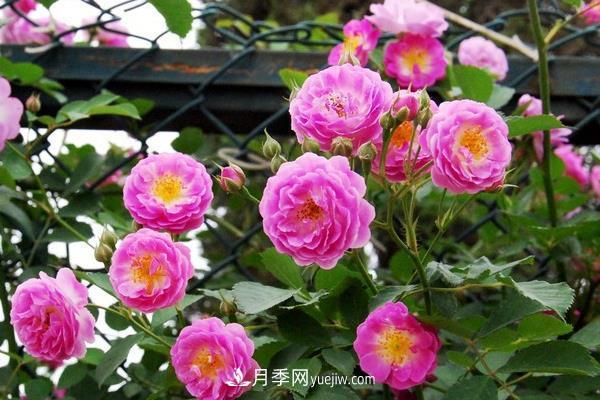 藤本月季怎么修剪枝葉？藤本月季如何過冬？(圖3)