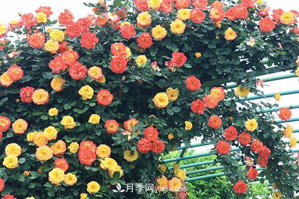 藤本月季怎么修剪枝葉？藤本月季如何過冬？(圖1)