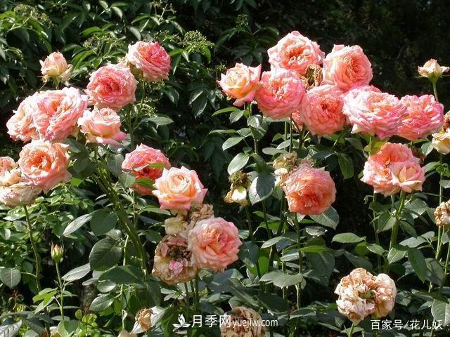 盆栽月季花掌握4個小技巧，長得“花繁葉茂”不難！(圖1)