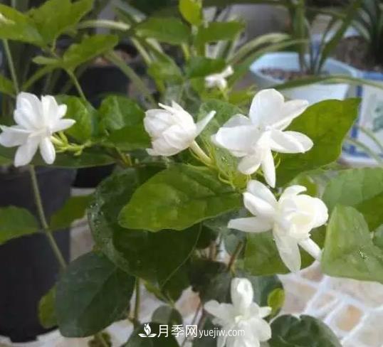 初冬適合養(yǎng)哪些花？這6種花好養(yǎng)又好看！(圖1)
