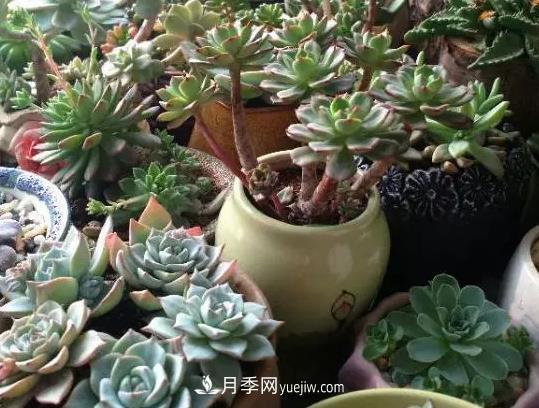 初冬適合養(yǎng)哪些花？這6種花好養(yǎng)又好看！(圖4)