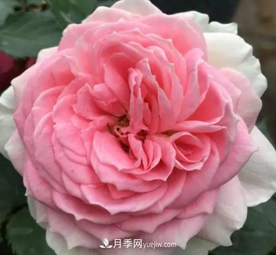 初冬適合養(yǎng)哪些花？這6種花好養(yǎng)又好看！(圖5)