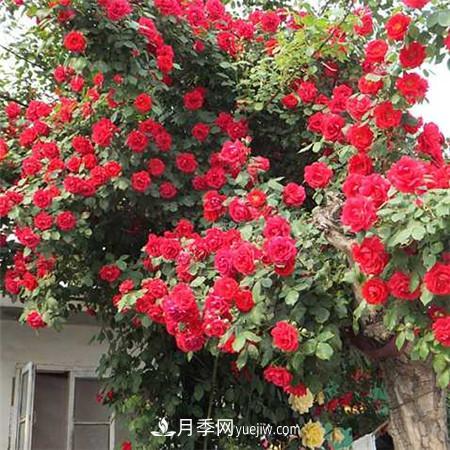 藤本月季在不同生長(zhǎng)期怎么施肥(圖1)