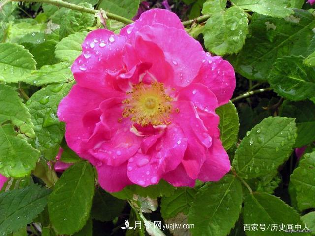 玫瑰和月季怎么區(qū)分？***簡(jiǎn)單的方法是什么？(圖4)