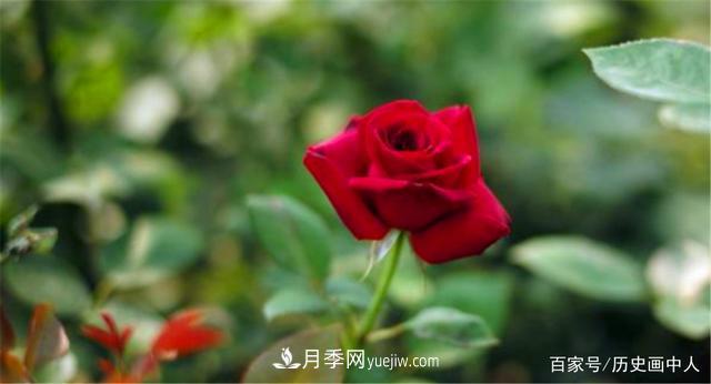 玫瑰和月季怎么區(qū)分？***簡(jiǎn)單的方法是什么？(圖5)