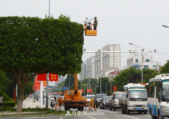 疫情后行情受到壓制，2021年苗木人如何扭轉(zhuǎn)局面(圖2)