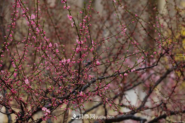 疫情后行情受到壓制，2021年苗木人如何扭轉(zhuǎn)局面(圖3)