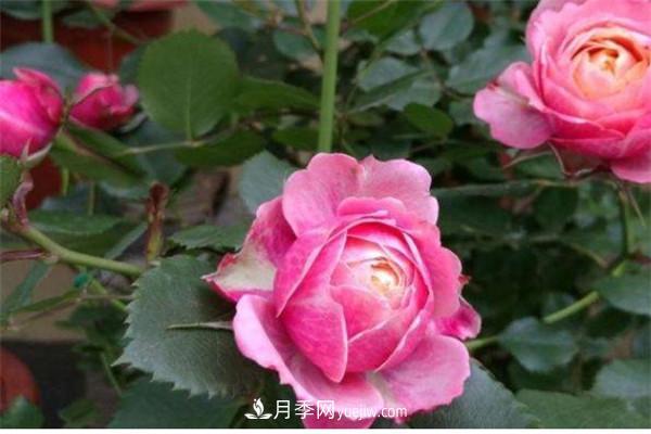 浪漫比克月季優(yōu)缺點是什么(圖1)