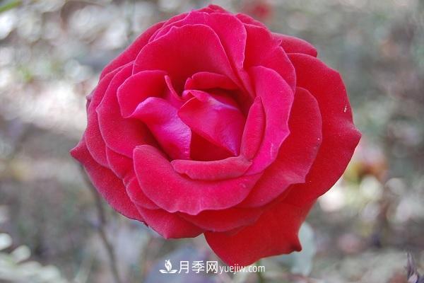 黑魔術(shù)月季優(yōu)缺點(diǎn)，適合新手養(yǎng)殖嗎(圖2)
